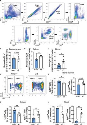 Nr4a1-dependent non-classical monocytes are important for macrophage-mediated wound healing in the large intestine